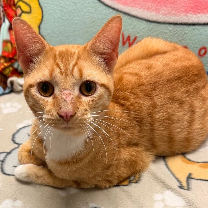 An adult medium-sized male Tabby (Orange / Red) Domestic Short Hair cat named Slugger for adoption in Corydon, IN