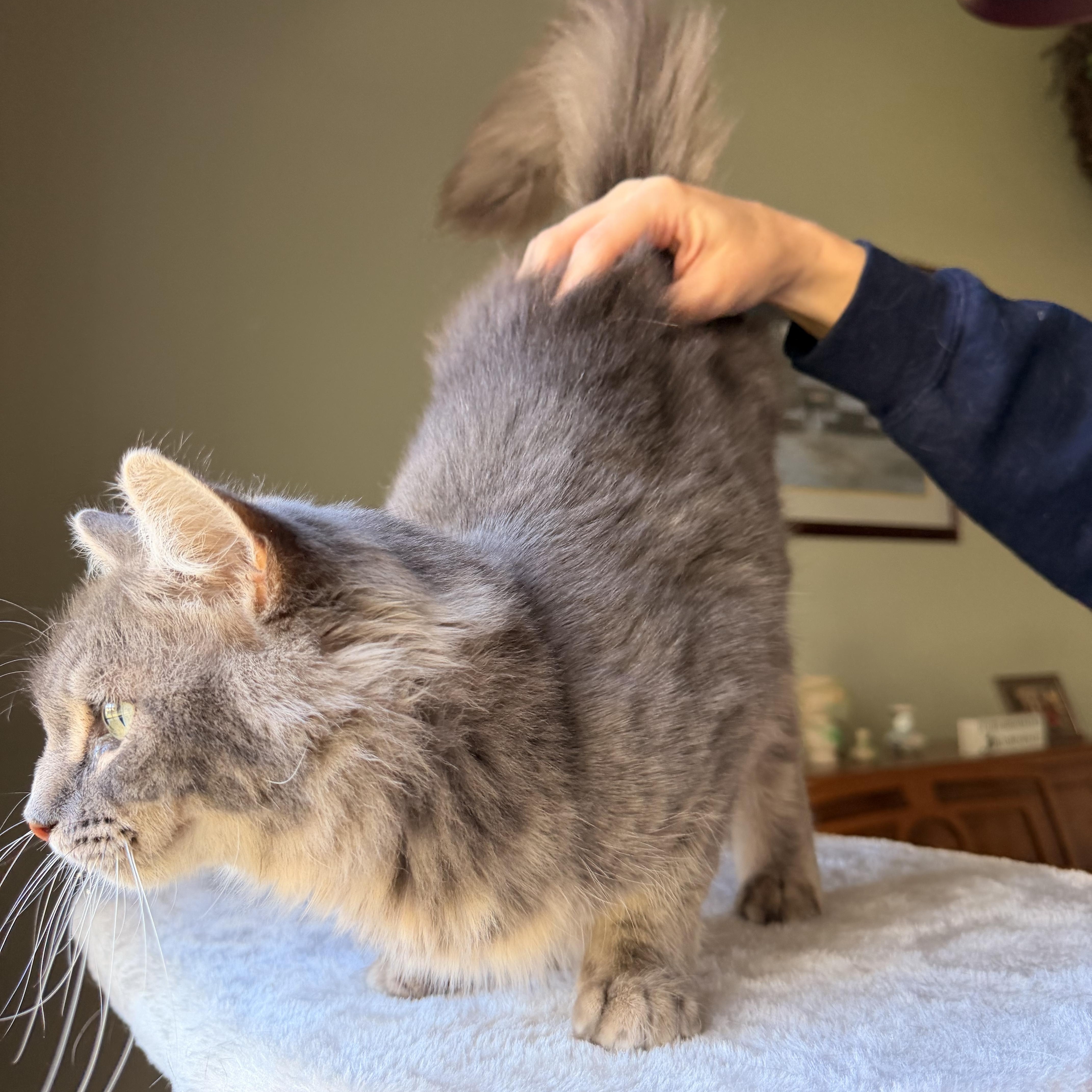 A young medium-sized female Tabby (Gray / Blue / Silver) Domestic Long Hair cat named Clarinet for adoption in Scranton, PA