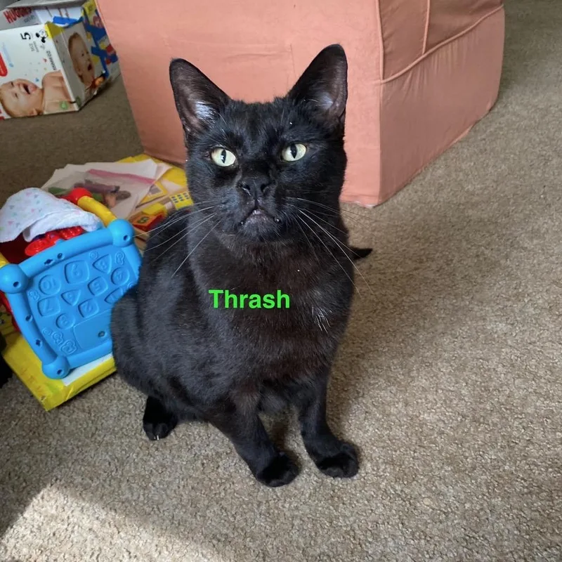 Courtesy Listing Thrash thumbnail 2
