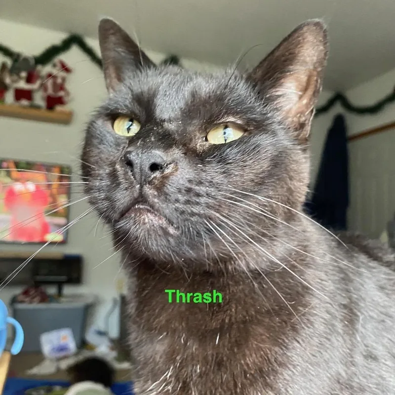 Courtesy Listing Thrash thumbnail 3