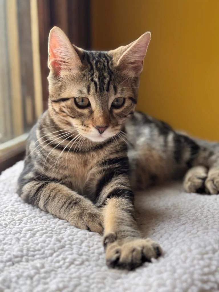 A baby small-sized male Domestic Short Hair cat named Doyle for adoption in Minneapolis, MN