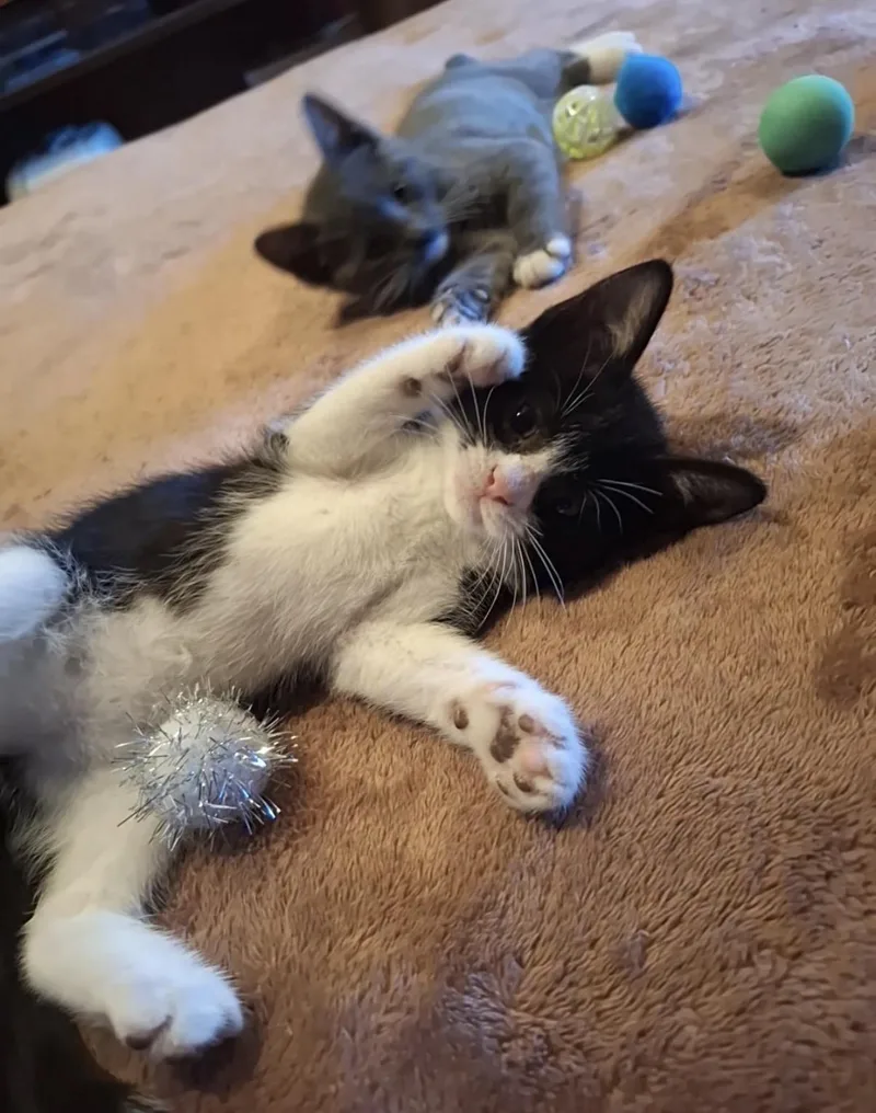 A baby medium-sized male Black & White / Tuxedo Domestic Short Hair cat named Jasper for adoption in Old Bridge, NJ