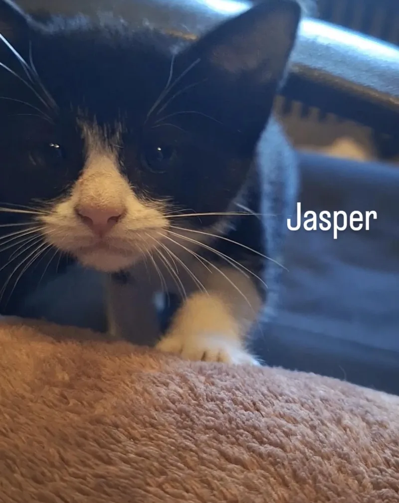 Jasper thumbnail 4