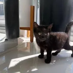 A baby small-sized female Black Domestic Short Hair cat named Mariah for adoption in Middle Village, NY
