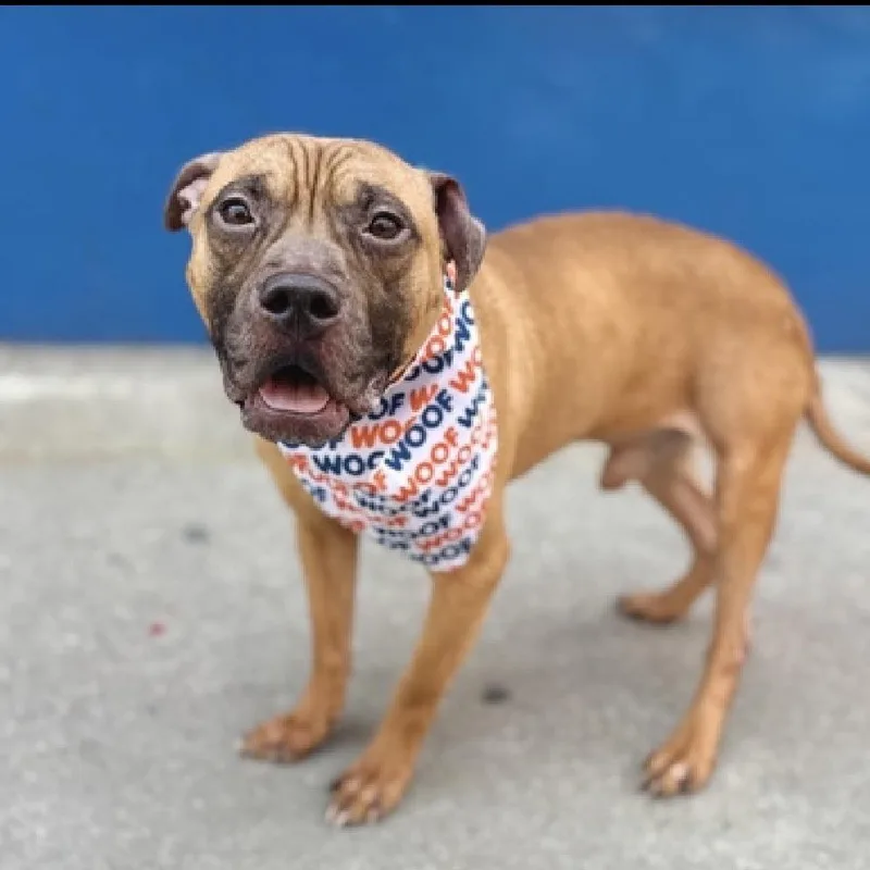 An adult medium-sized male Mixed Breed dog named Spiddle for adoption in Medford, NY