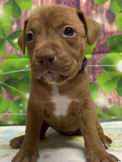 A young small-sized female Terrier dog named Eartha for adoption in San Antonio, TX