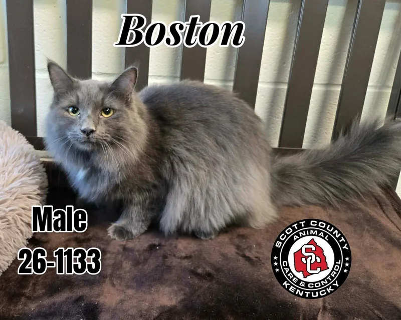 An adult small-sized male Domestic Long Hair cat named Boston for adoption in Georgetown, KY