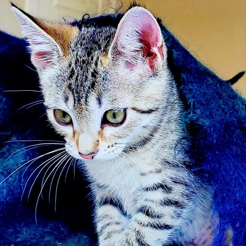 A baby medium-sized female Tabby cat named Martha Winsomefivesome for adoption in Houston, TX