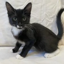 A baby small-sized female Black Domestic Short Hair cat named Lotus for adoption in Brea, CA