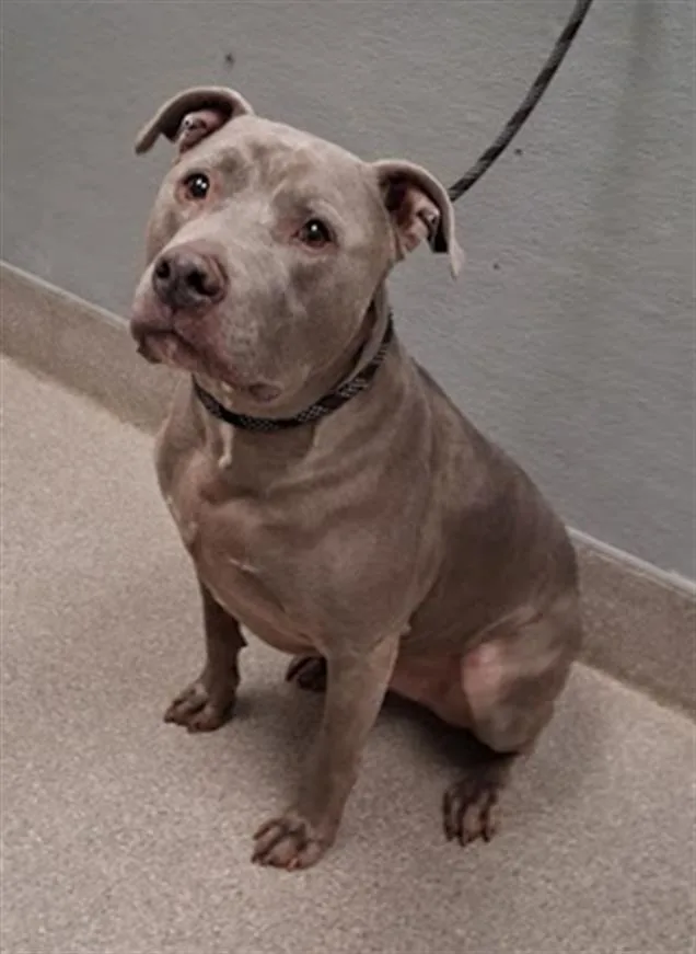 An adult large-sized male Pit Bull Terrier dog named Hercules for adoption in Las Vegas, NV
