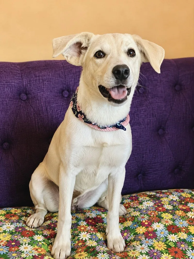 A baby large-sized female Labrador Retriever dog named Selene Lonestar for adoption in Rockaway, NJ