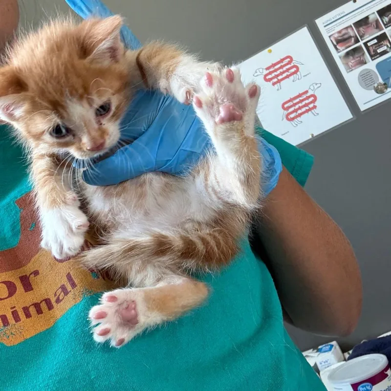 A young medium-sized female Calico American Shorthair cat named Simba for adoption in Torrey, UT