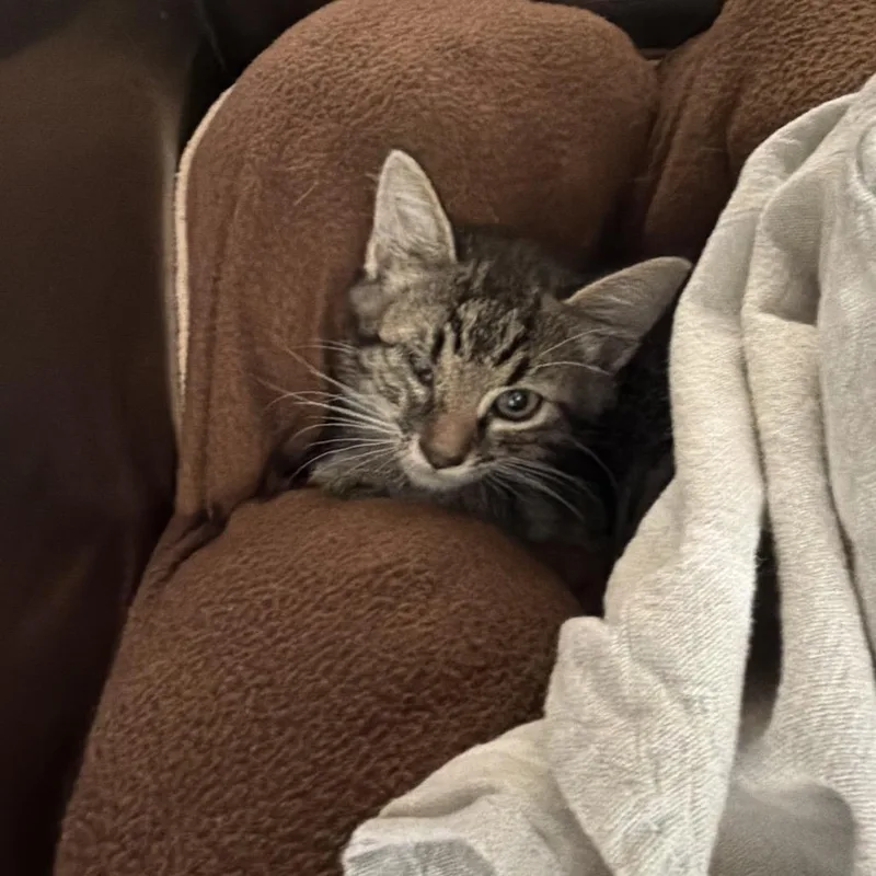 A baby small-sized male Brown / Chocolate Domestic Medium Hair cat named Tucker for adoption in Port Charlotte, FL