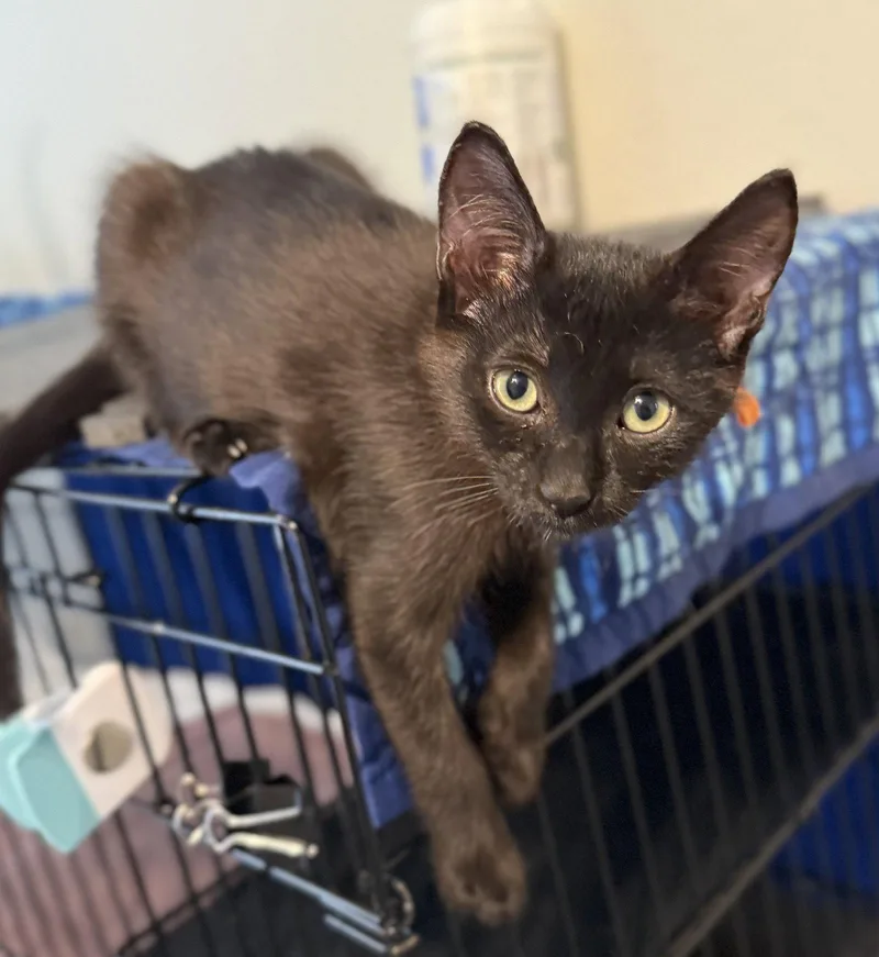 A baby medium-sized female Black Domestic Short Hair cat named Nat for adoption in St. Cloud, FL