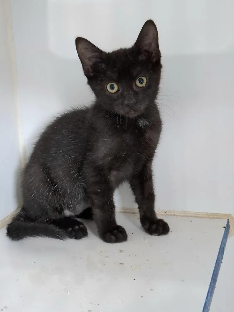A baby small-sized male Black Domestic Short Hair cat named Bruce Wayne for adoption in Lewisburg, TN