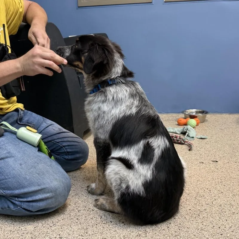 A baby medium-sized male Mixed Breed dog named Bronco for adoption in Houston, TX