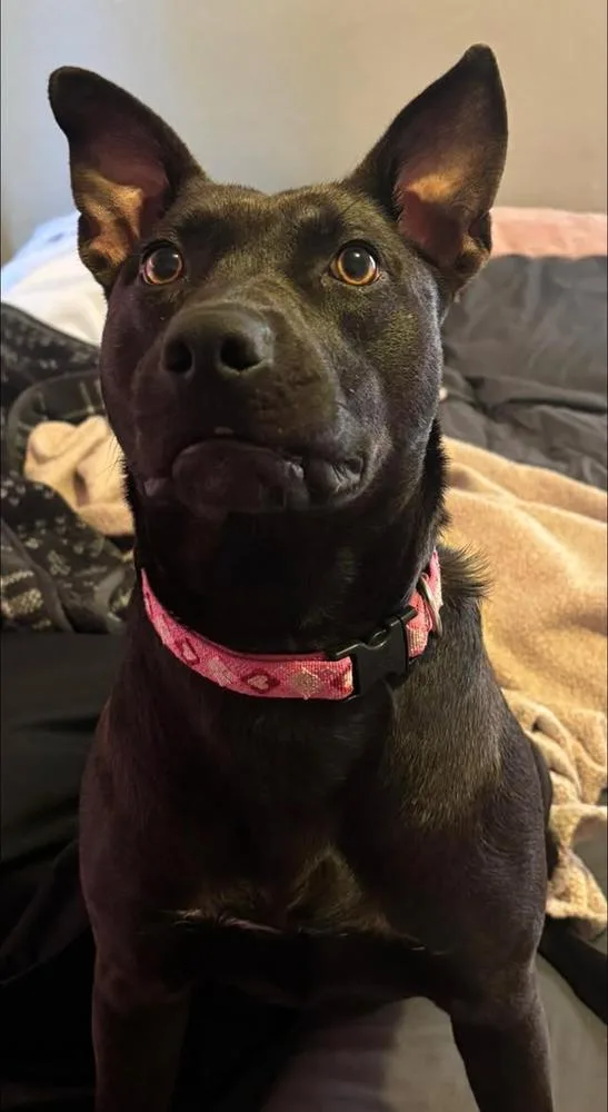 A young large-sized female Black Labrador Retriever dog named Salem for adoption in TULSA, OK