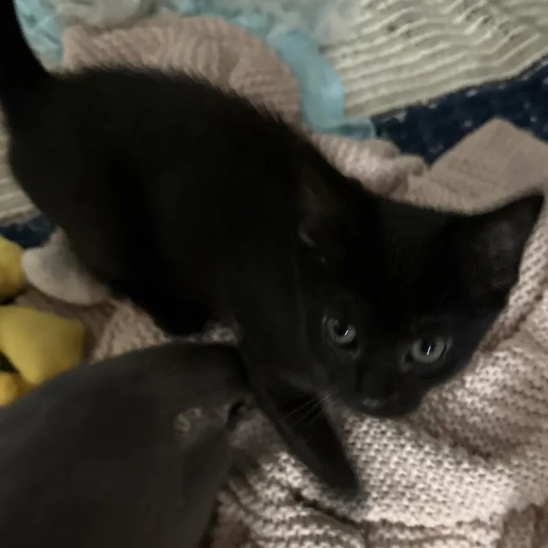 A baby small-sized female Black Domestic Short Hair cat named Candace for adoption in Huntington, WV