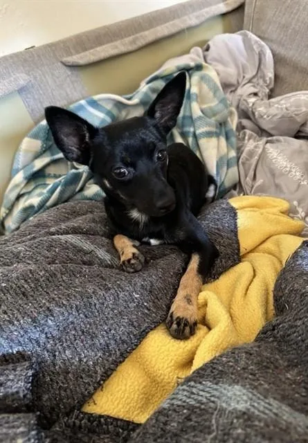 A young small-sized male Miniature Pinscher dog named Remington for adoption in Sacramento, CA