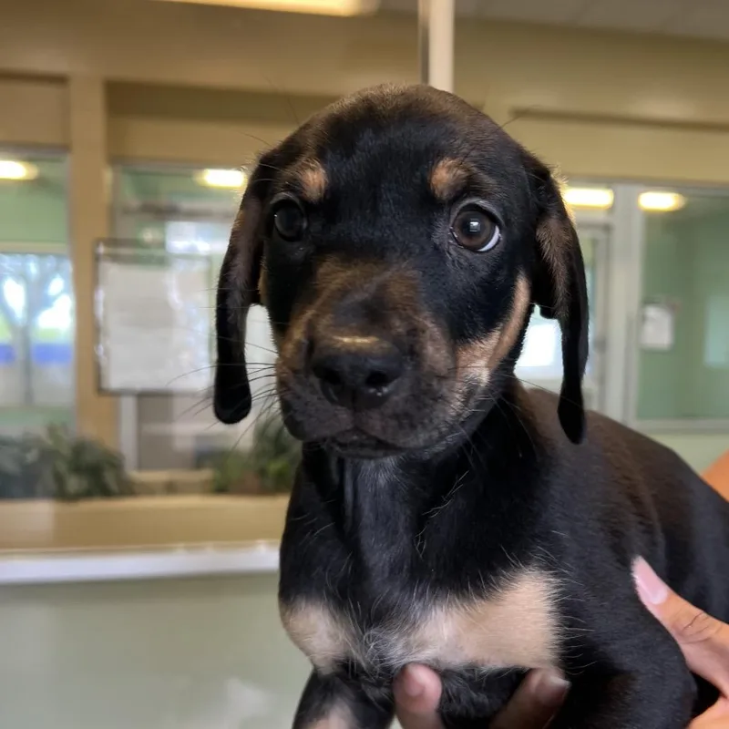 A baby small-sized male Black Mixed Breed dog named Venom for adoption in Naples, FL