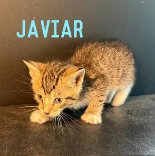 A baby medium-sized male Domestic Short Hair cat named Javier for adoption in Pleasanton, TX