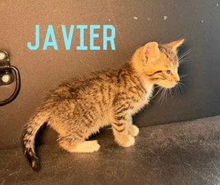 Javier thumbnail 2