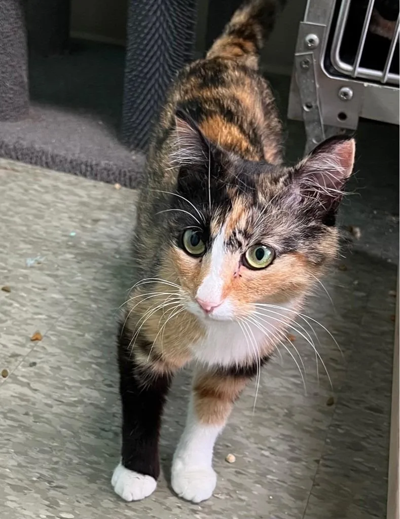 A young medium-sized female Domestic Short Hair cat named Lexus for adoption in Ellijay, GA