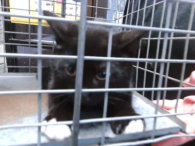 A baby small-sized male Domestic Short Hair cat named Spunk for adoption in Tulsa, OK