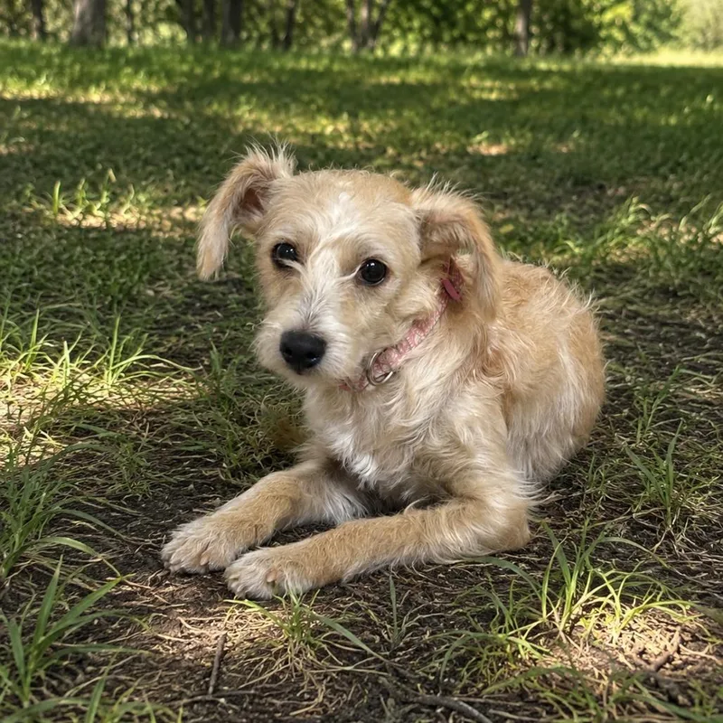 A young small-sized female White / Cream Terrier dog named Petunia for adoption in Sonoma, CA
