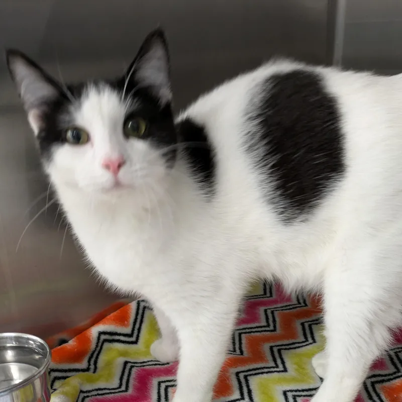 A baby medium-sized male Black Domestic Short Hair cat named Ned for adoption in Mount Pleasant, MI
