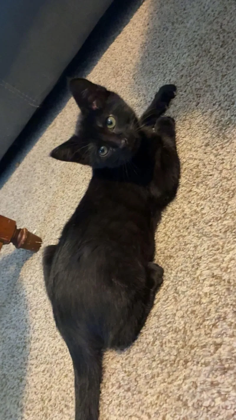 A baby medium-sized female American Shorthair cat named Luna for adoption in Manhattan, KS
