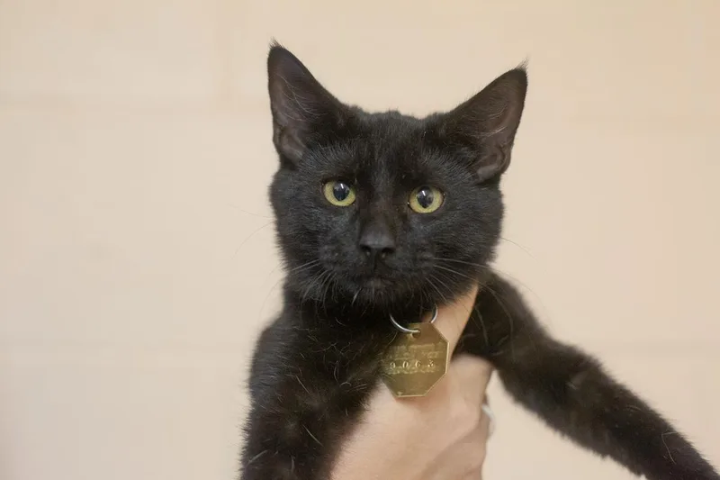 A baby small-sized female Domestic Short Hair cat named Batty for adoption in Mountain Home, AR