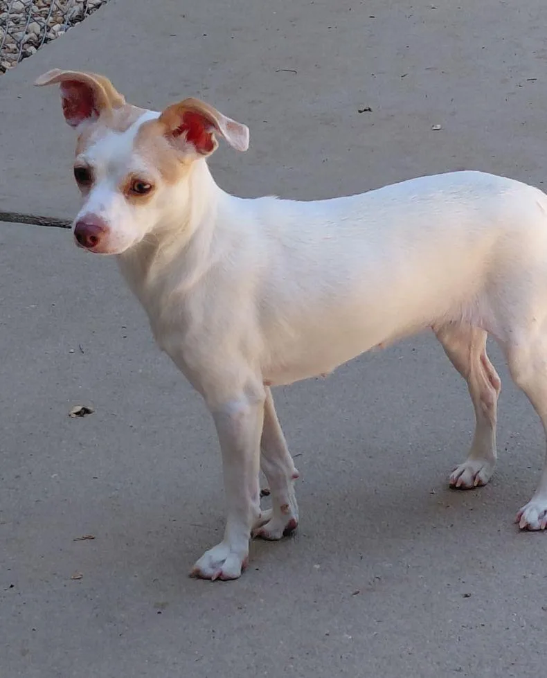 An adult small-sized female Chihuahua dog named Clarice for adoption in Staley, NC