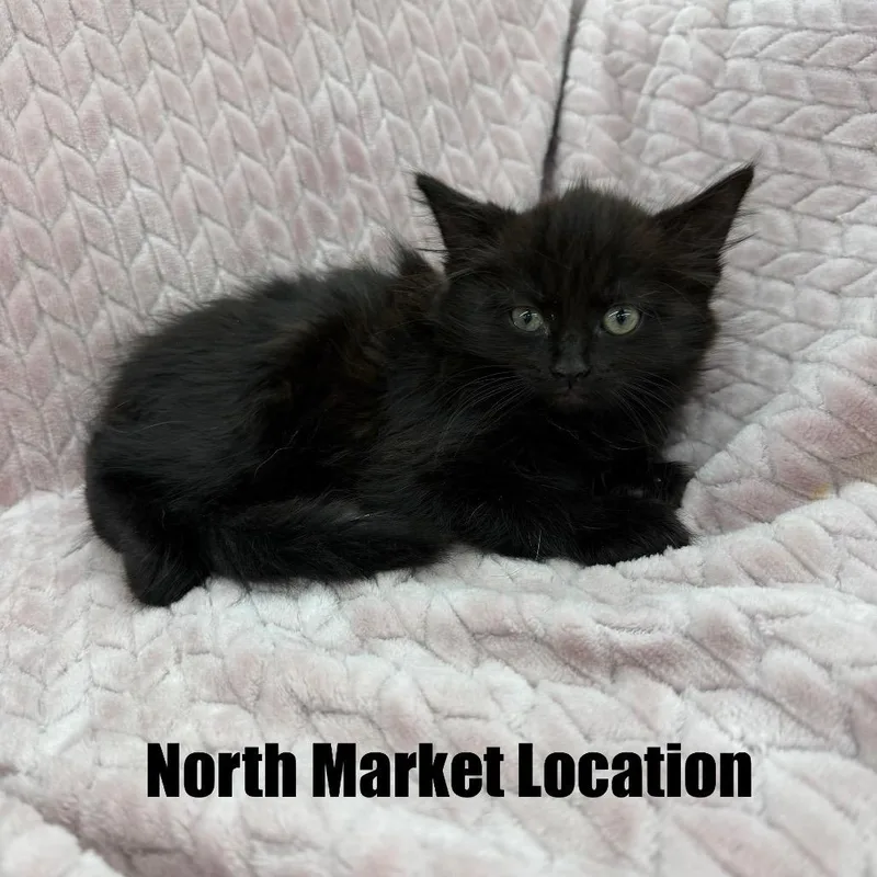 A baby small-sized female Black Domestic Medium Hair cat named Baile Funk for adoption in Raleigh, NC