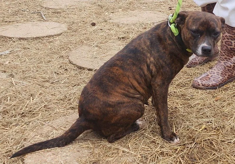 An adult small-sized female Terrier dog named Nala for adoption in Wetumpka, AL