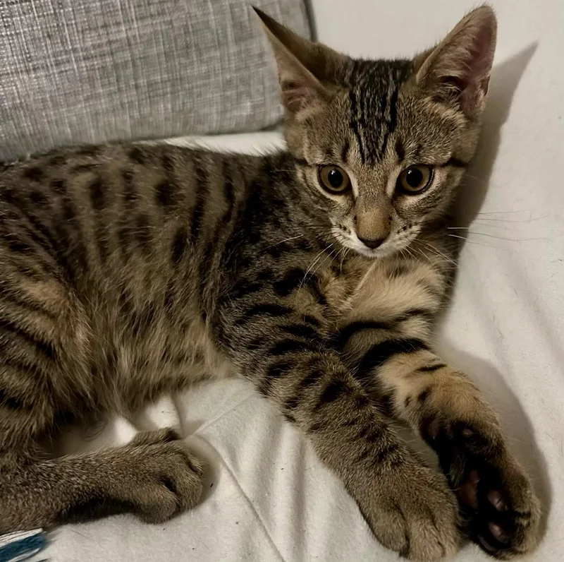 Felix