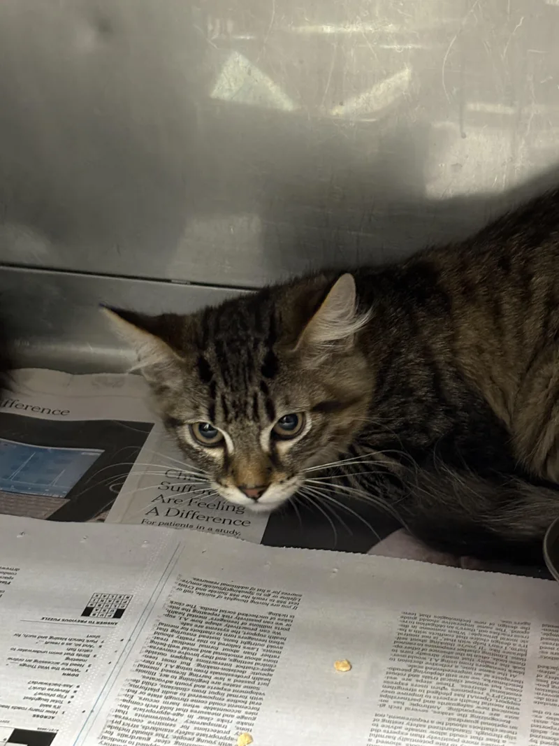 A baby medium-sized male Domestic Short Hair cat named Sampson for adoption in Chatsworth, CA