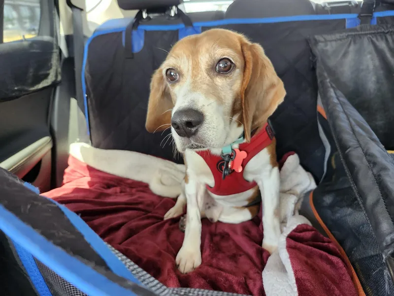 An adult medium-sized male Beagle dog named Boone for adoption in Whitewater, WI