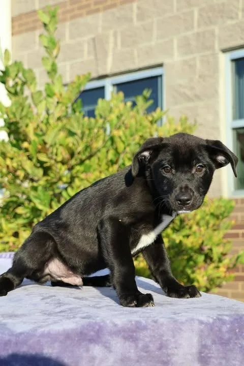 A baby small-sized male Mixed Breed dog named Ben for adoption in Columbia, TN