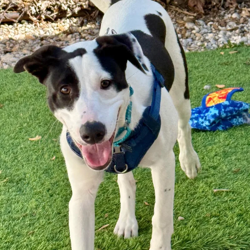 A young medium-sized female Black Mixed Breed dog named Jade $ for adoption in Milwaukee, WI