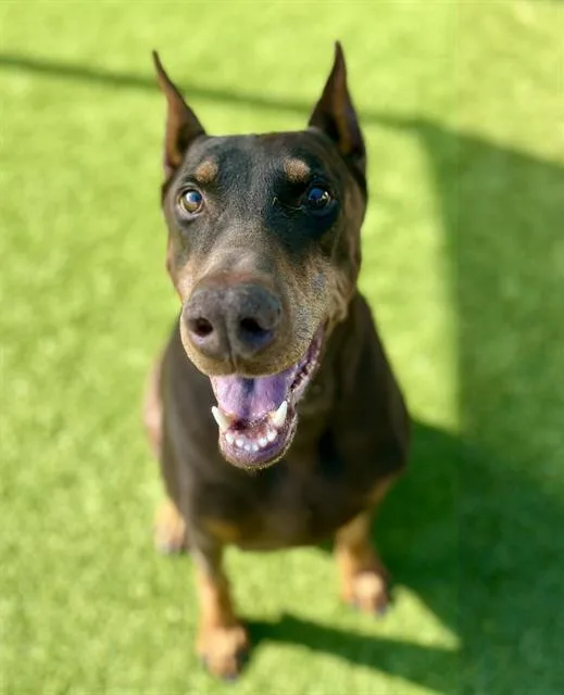 An adult large-sized male Mixed Breed dog named Argus for adoption in Dallas, TX