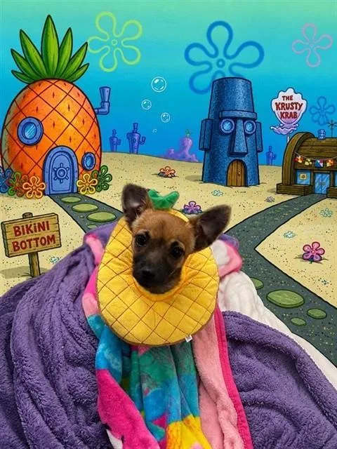 A baby small-sized female Chihuahua dog named Mia for adoption in Sacramento, CA