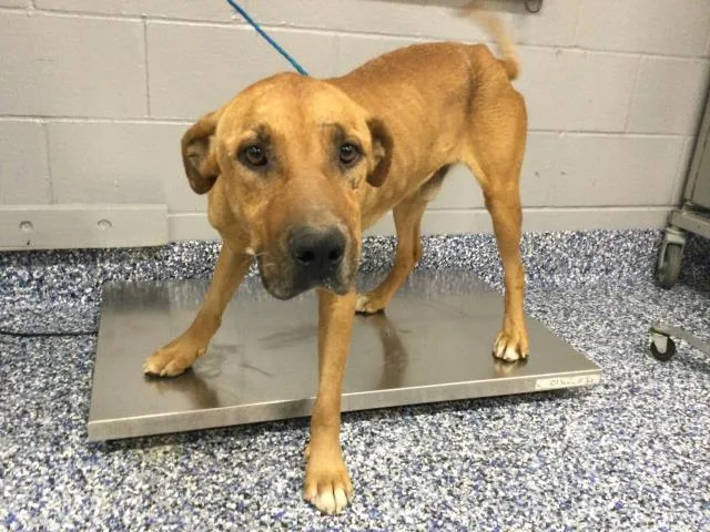 An adult medium-sized male Rhodesian Ridgeback dog named Redondo for adoption in Thousand Palms, CA