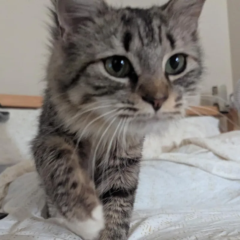 An adult small-sized female Brown / Chocolate Domestic Long Hair cat named Venus de Meowlo for adoption in Reisterstown, MD