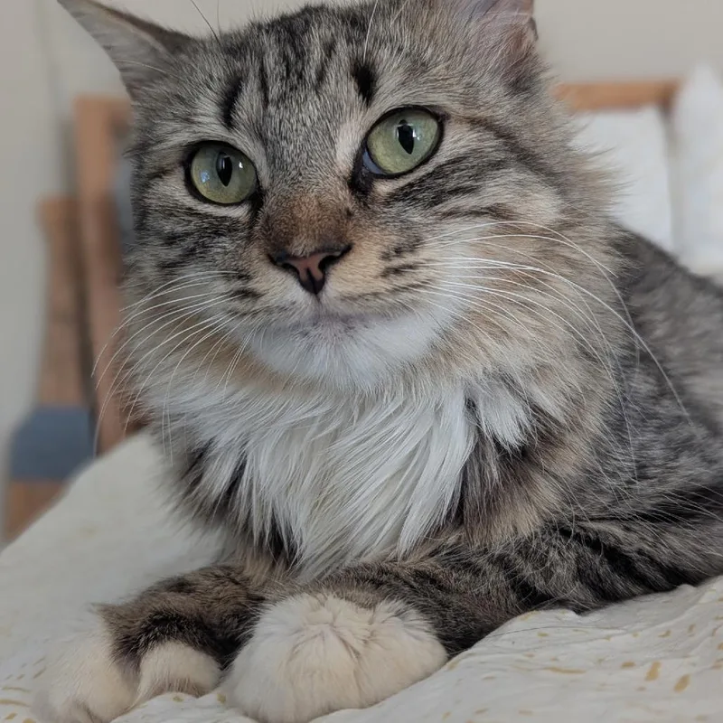Venus de Meowlo thumbnail 2