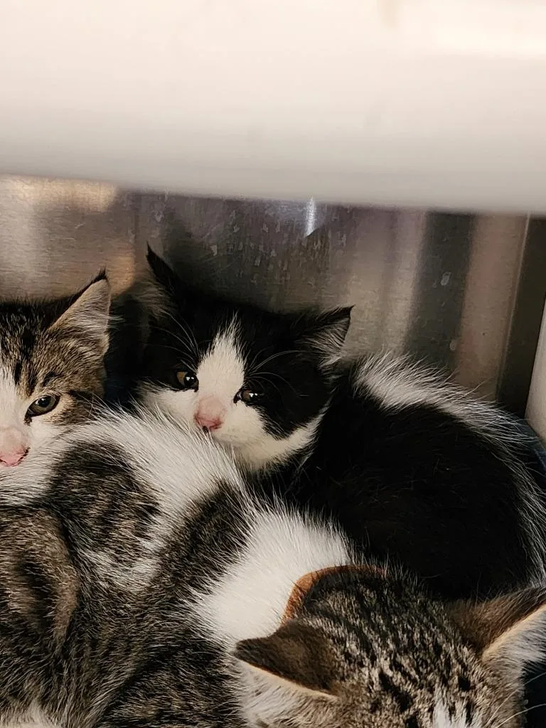 A baby medium-sized male Domestic Short Hair cat named Storm for adoption in Virginia, MN