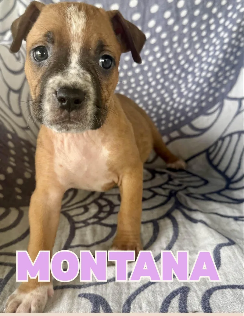 Montana