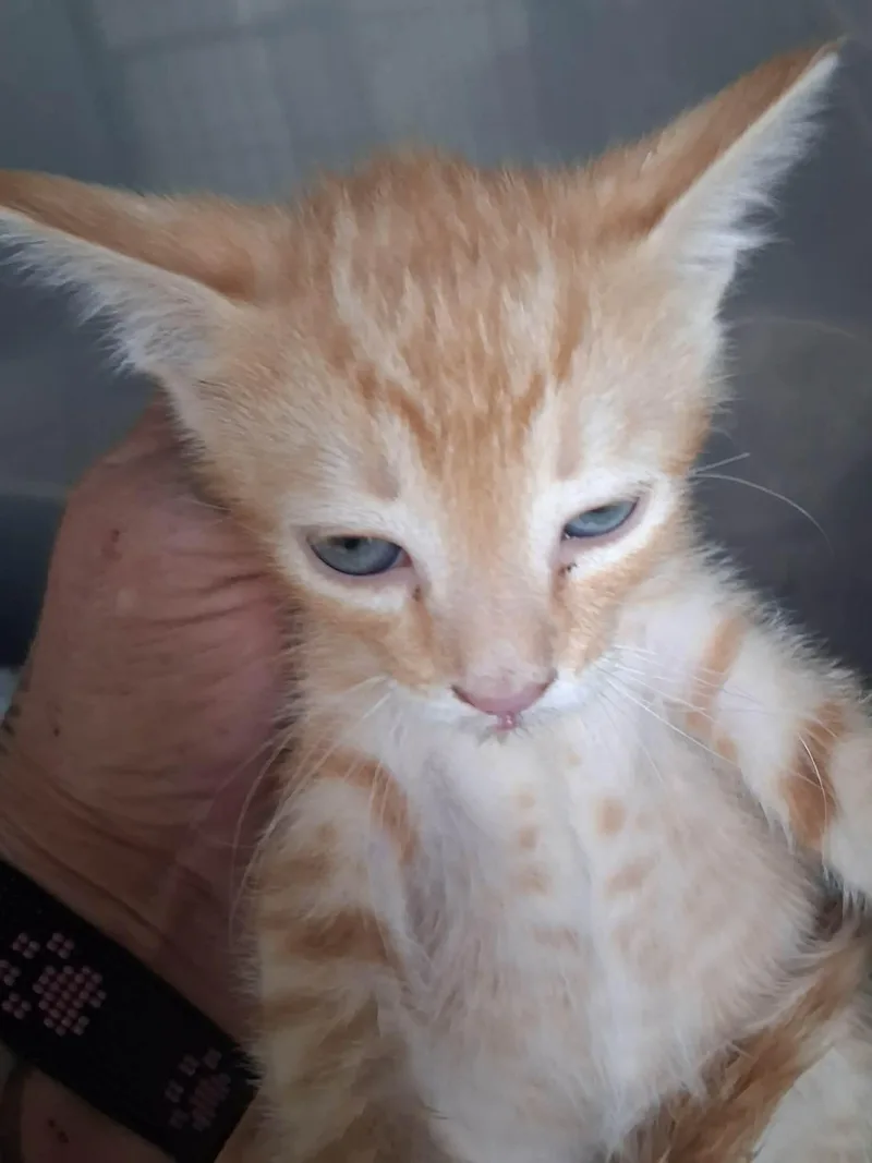 A baby small-sized male Orange & White Domestic Short Hair cat named Ernie for adoption in Deming, NM
