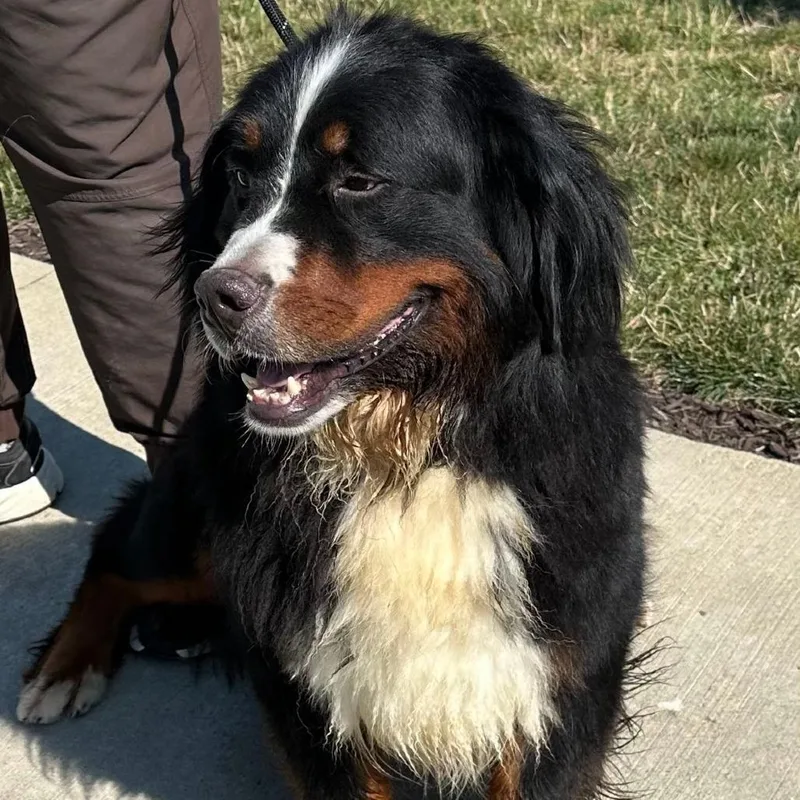 An adult large-sized female Black Bernese Mountain Dog dog named Heidi for adoption in Columbia Station, OH