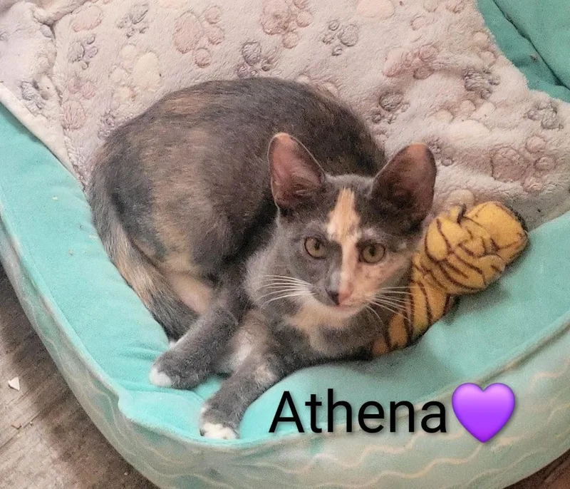 A baby medium-sized female Gray & White Domestic Short Hair cat named Athena for adoption in Las Vegas, NV